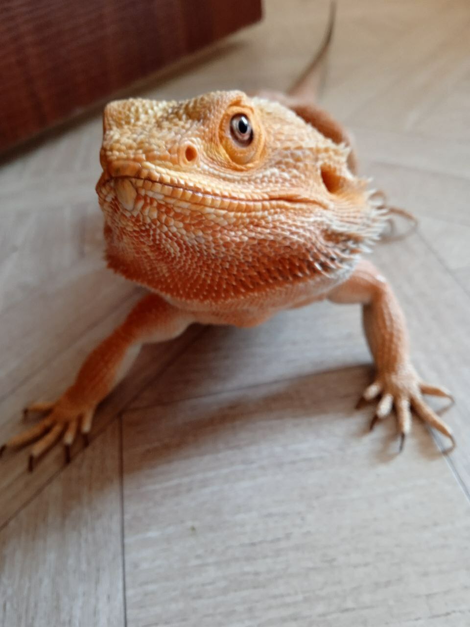 шоу животных шоу животных